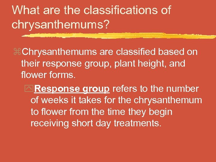 What are the classifications of chrysanthemums? z. Chrysanthemums are classified based on their response