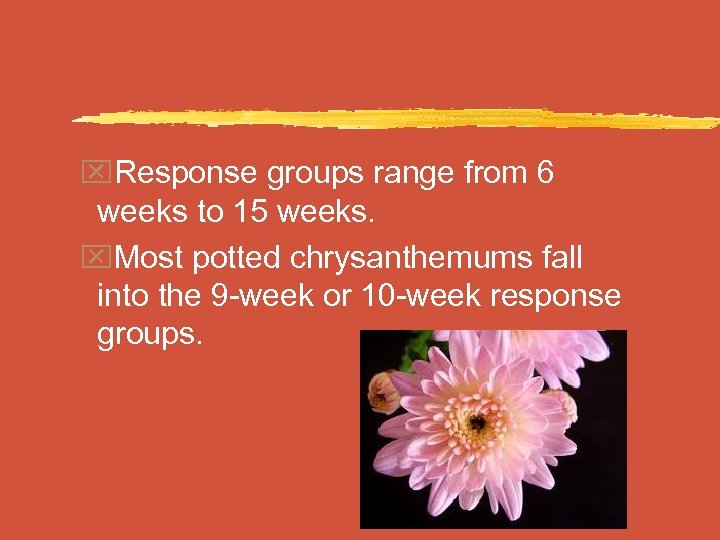 x. Response groups range from 6 weeks to 15 weeks. x. Most potted chrysanthemums
