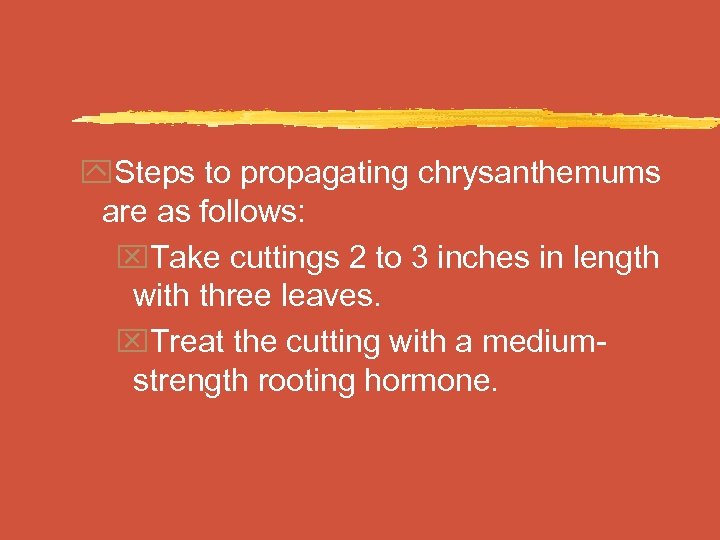 y. Steps to propagating chrysanthemums are as follows: x. Take cuttings 2 to 3