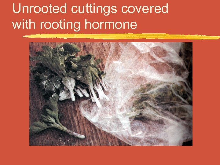 Unrooted cuttings covered with rooting hormone 
