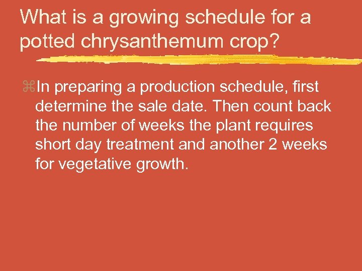 What is a growing schedule for a potted chrysanthemum crop? z. In preparing a