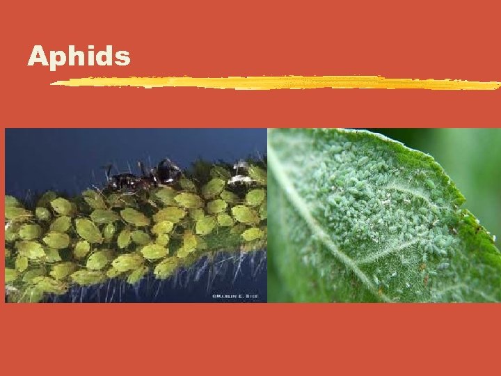 Aphids 