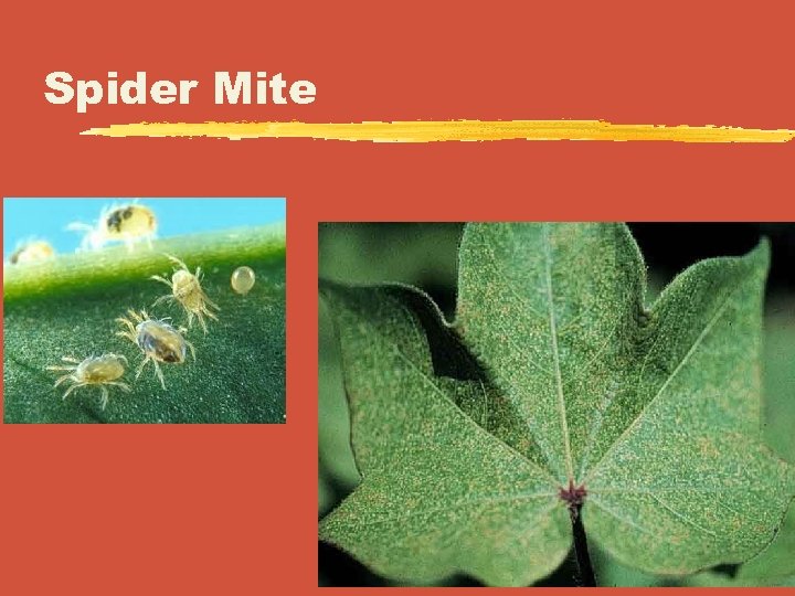 Spider Mite 