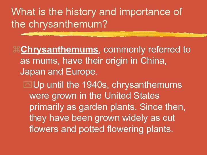 What is the history and importance of the chrysanthemum? z. Chrysanthemums, commonly referred to