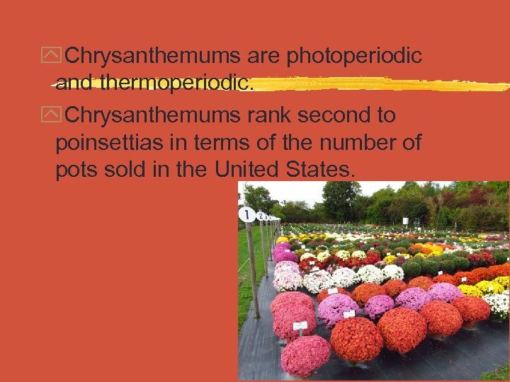 y. Chrysanthemums are photoperiodic and thermoperiodic. y. Chrysanthemums rank second to poinsettias in terms