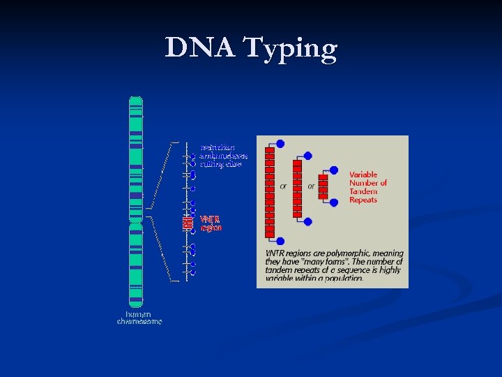 DNA Typing 