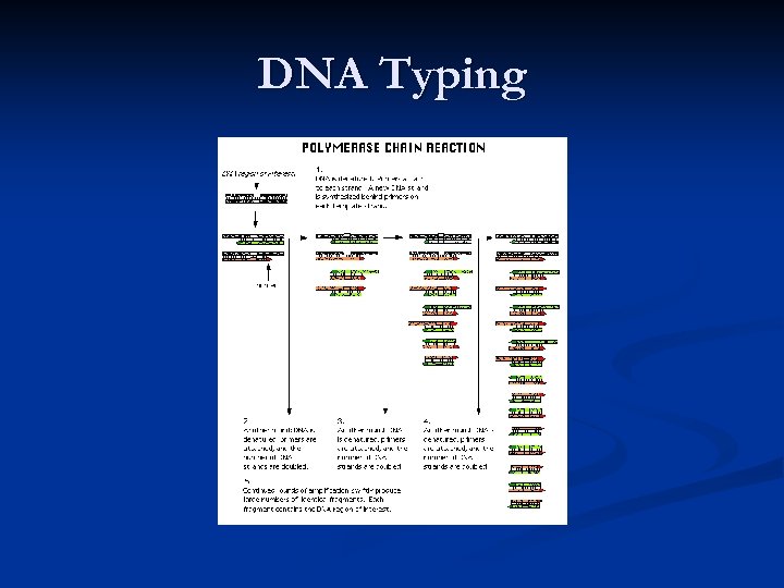 DNA Typing 