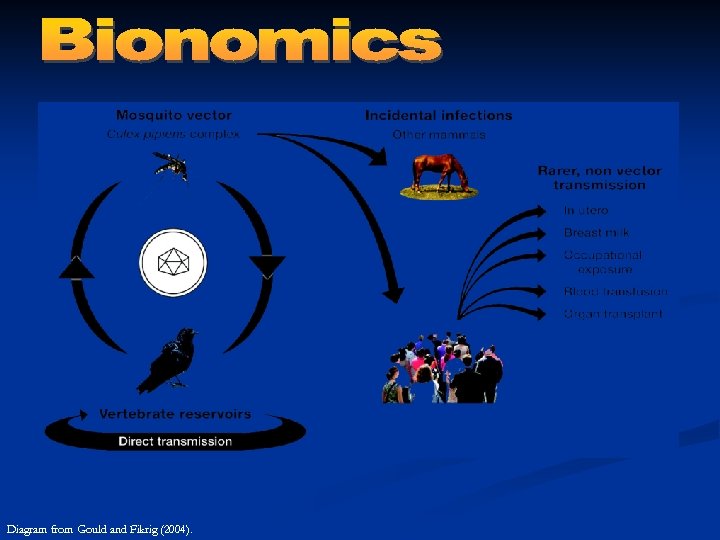 Diagram from Gould and Fikrig (2004). 
