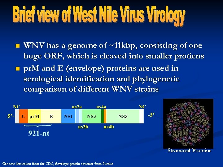 n n WNV has a genome of ~11 kbp, consisting of one huge ORF,