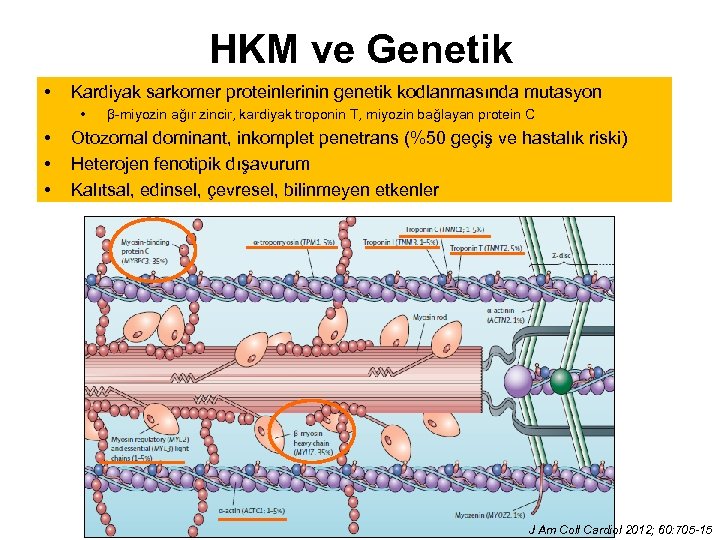 HKM ve Genetik • Kardiyak sarkomer proteinlerinin genetik kodlanmasında mutasyon • • β-miyozin ağır