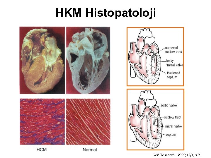 HKM Histopatoloji Cell Research. 2003; 13(1): 10. 
