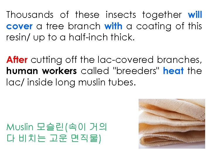 Thousands of these insects together will cover a tree branch with a coating of