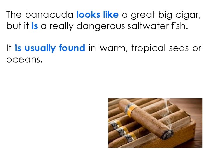 The barracuda looks like a great big cigar, but it is a really dangerous