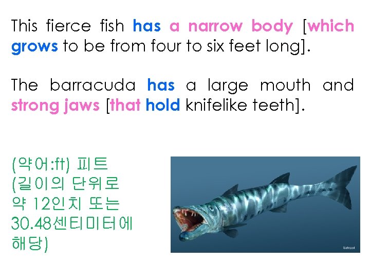 This fierce fish has a narrow body [which grows to be from four to
