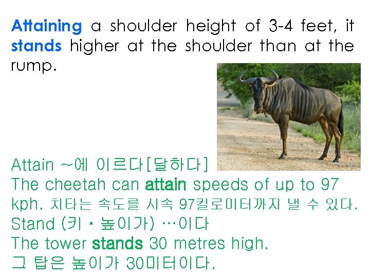 Attaining a shoulder height of 3 -4 feet, it stands higher at the shoulder