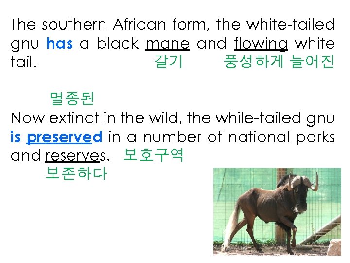 The southern African form, the white-tailed gnu has a black mane and flowing white