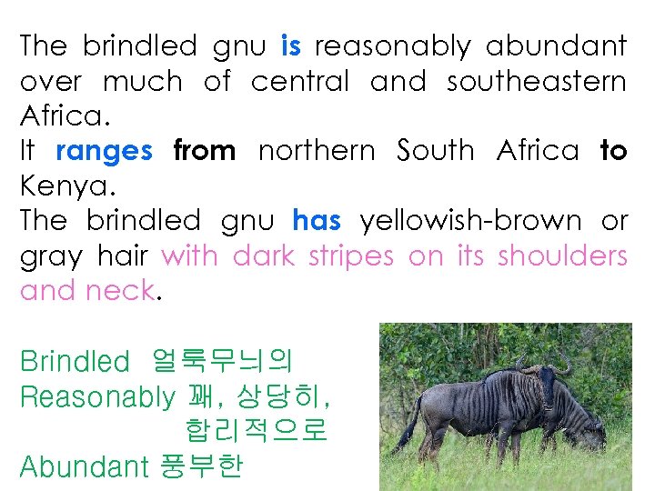 The brindled gnu is reasonably abundant over much of central and southeastern Africa. It