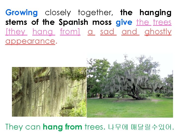 Growing closely together, the hanging stems of the Spanish moss give the trees [they