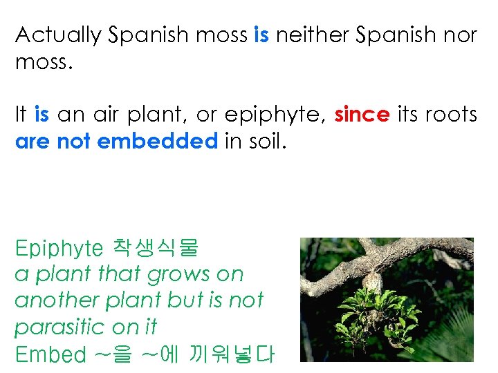 Actually Spanish moss is neither Spanish nor moss. It is an air plant, or