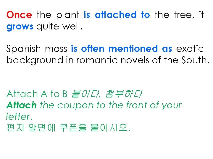 Once the plant is attached to the tree, it grows quite well. Spanish moss