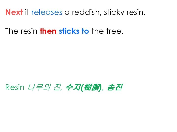 Next it releases a reddish, sticky resin. The resin then sticks to the tree.