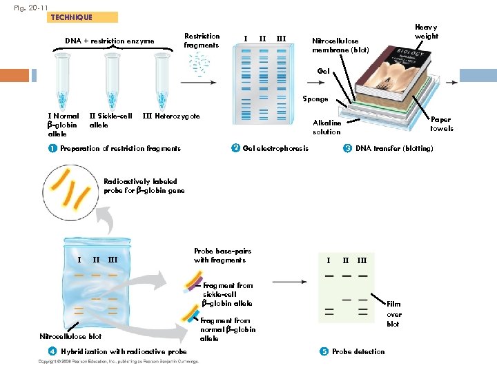 Fig. 20 -11 TECHNIQUE DNA + restriction enzyme Restriction fragments I II III Heavy