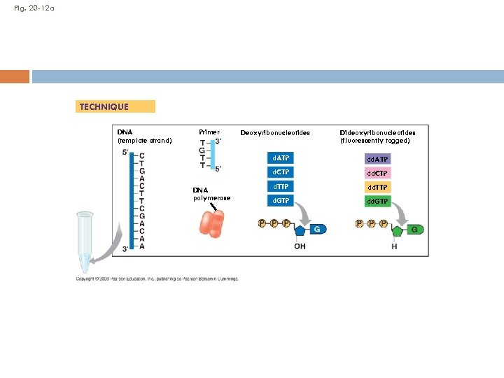 Fig. 20 -12 a TECHNIQUE DNA (template strand) Primer Deoxyribonucleotides Dideoxyribonucleotides (fluorescently tagged) d.
