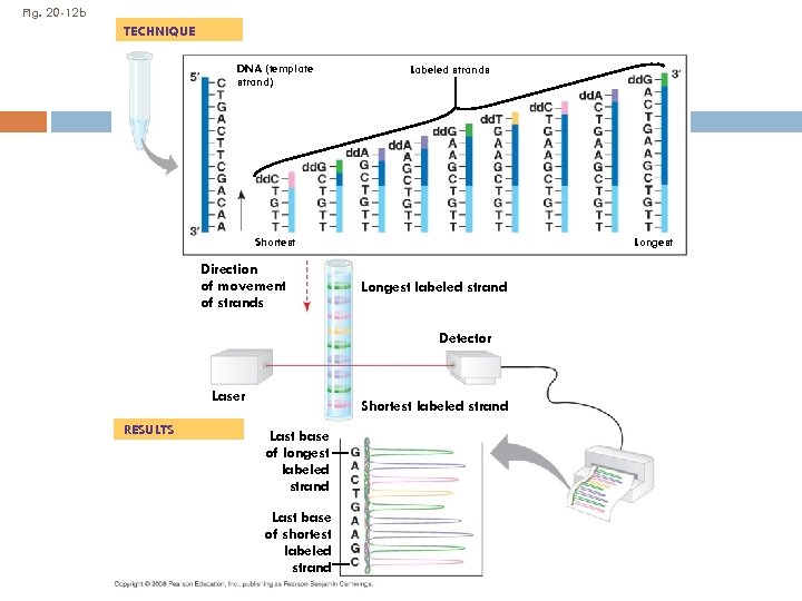Fig. 20 -12 b TECHNIQUE DNA (template strand) Labeled strands Shortest Direction of movement