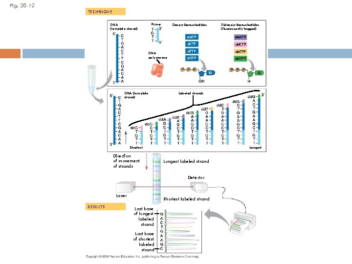 Fig. 20 -12 TECHNIQUE DNA (template strand) Primer Deoxyribonucleotides Dideoxyribonucleotides (fluorescently tagged) d. ATP
