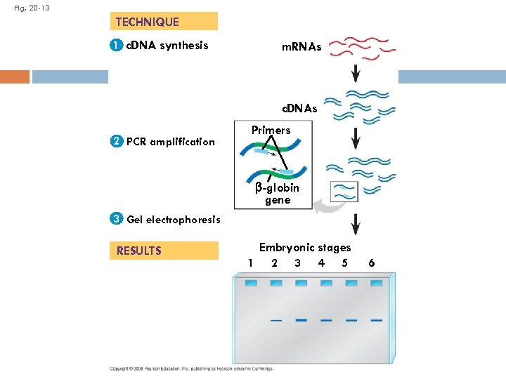 Fig. 20 -13 TECHNIQUE 1 c. DNA synthesis m. RNAs c. DNAs 2 PCR