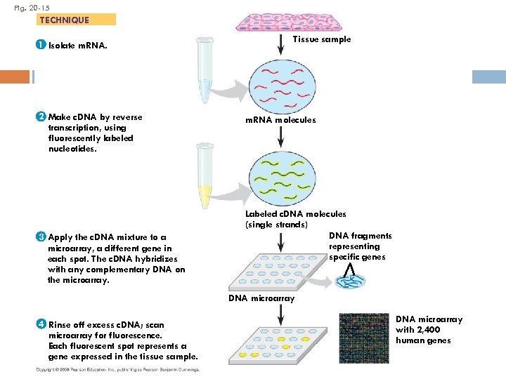 Fig. 20 -15 TECHNIQUE 1 Isolate m. RNA. 2 Make c. DNA by reverse
