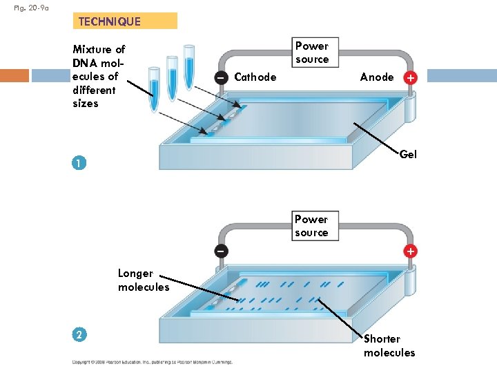 Fig. 20 -9 a TECHNIQUE Mixture of DNA molecules of different sizes Power source