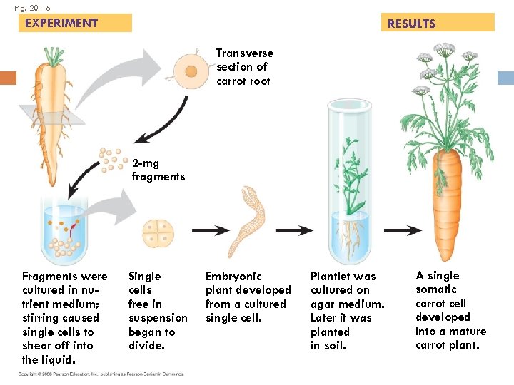 Fig. 20 -16 EXPERIMENT RESULTS Transverse section of carrot root 2 -mg fragments Fragments