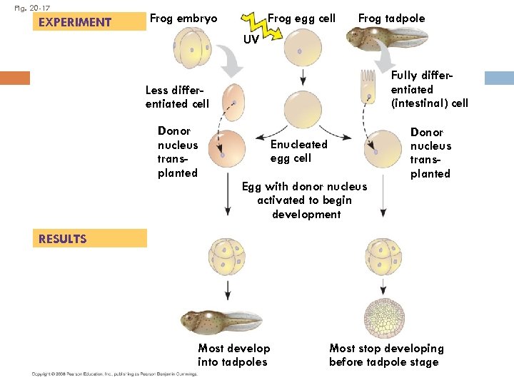 Fig. 20 -17 EXPERIMENT Frog egg cell Frog embryo Frog tadpole UV Less differentiated