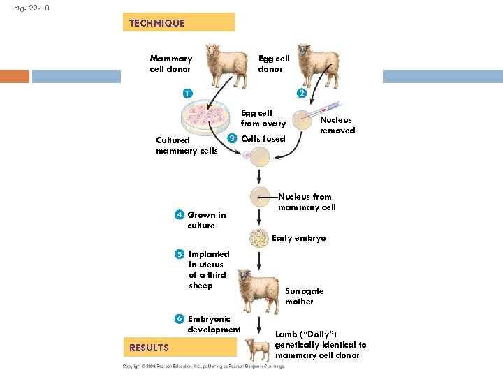 Fig. 20 -18 TECHNIQUE Mammary cell donor Egg cell donor 2 1 Egg cell