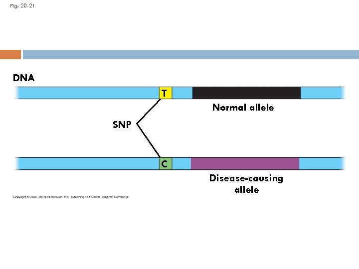 Fig. 20 -21 DNA T Normal allele SNP C Disease-causing allele 