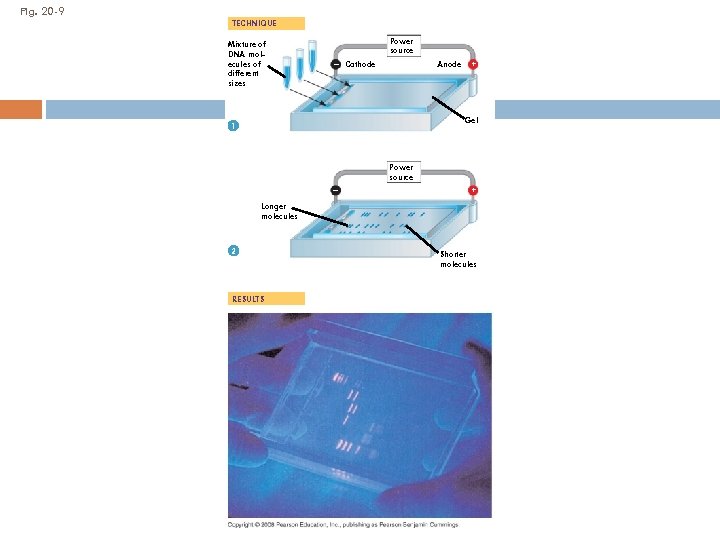 Fig. 20 -9 TECHNIQUE Mixture of DNA molecules of different sizes Power source –