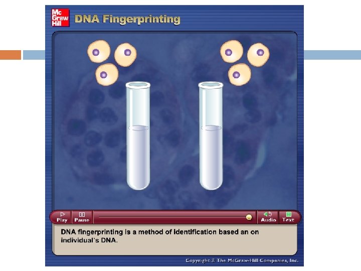 Please note that due to differing operating systems, some animations will not appear until