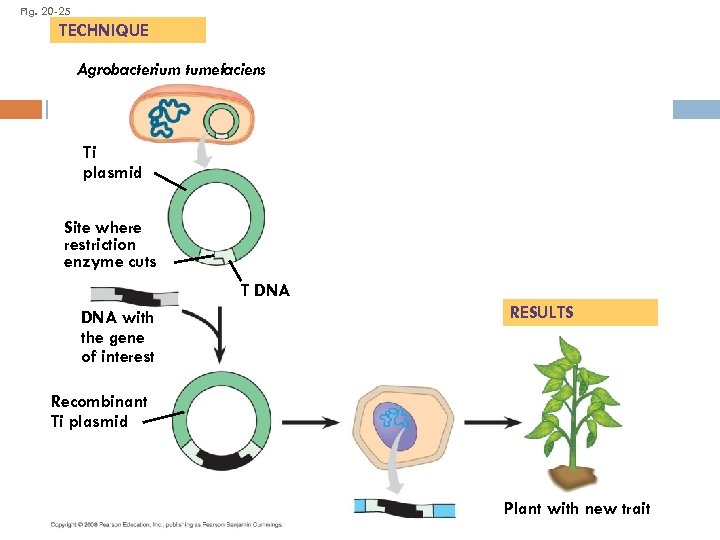 Fig. 20 -25 TECHNIQUE Agrobacterium tumefaciens Ti plasmid Site where restriction enzyme cuts T