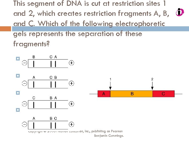 This segment of DNA is cut at restriction sites 1 and 2, which creates