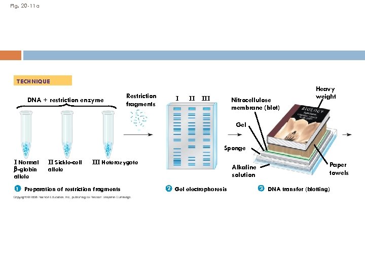 Fig. 20 -11 a TECHNIQUE DNA + restriction enzyme Restriction fragments I II III
