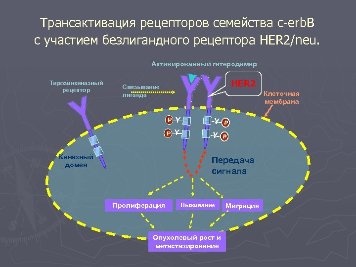 Трансактивация рецепторов семейства с-erb. B с участием безлигандного рецептора HER 2/neu. Активированный гетеродимер Тирозинкиназный