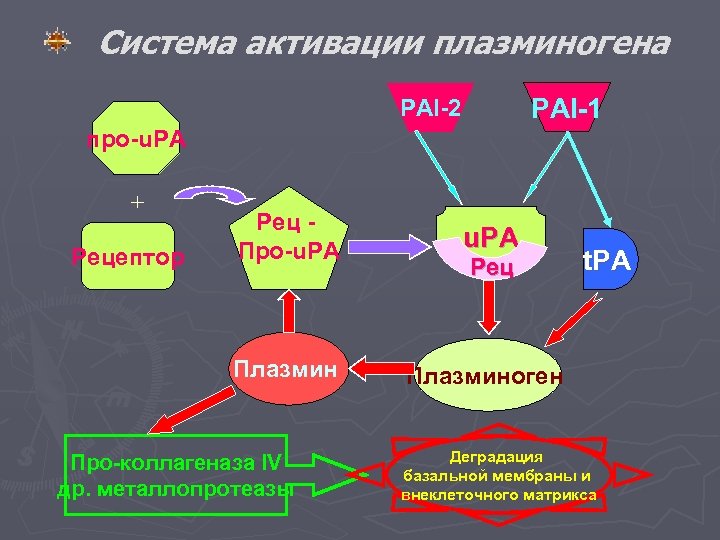 Система активации плазминогена PAI-1 PAI-2 про-u. PA + u. PA Плазмин Рецептор Peц Про-u.
