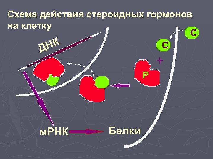 Схема действия стероидных гормонов на клетку C C НК Д + Р м. РНК