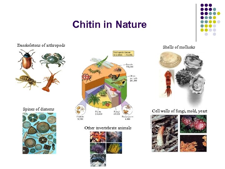 Chitin in Nature Exoskeletons of arthropods Shells of mollusks Spines of diatoms Cell walls