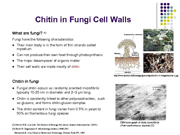 Chitin in Fungi Cell Walls What are fungi? [1] Fungi have the following characteristics: