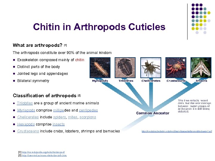 Chitin in Arthropods Cuticles What are arthropods? [1] The arthropods constitute over 90% of