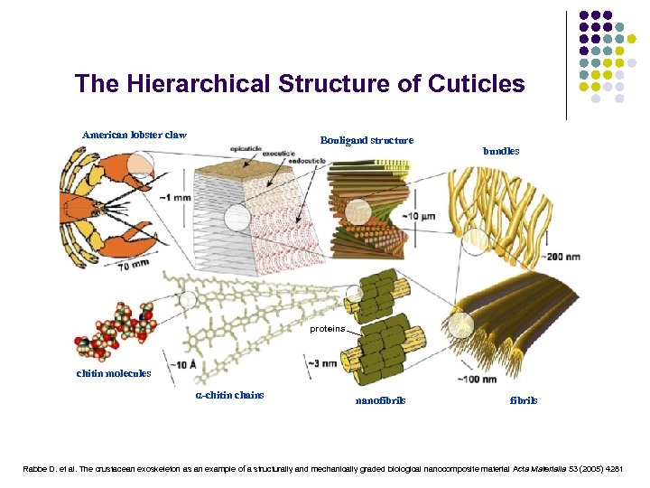 The Hierarchical Structure of Cuticles American lobster claw Bouligand structure bundles proteins chitin molecules