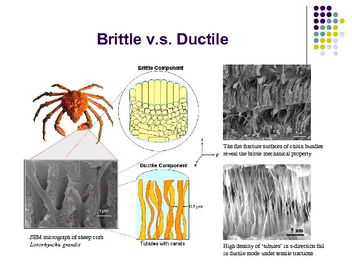 Brittle v. s. Ductile The flat fracture surfaces of chitin bundles reveal the brittle