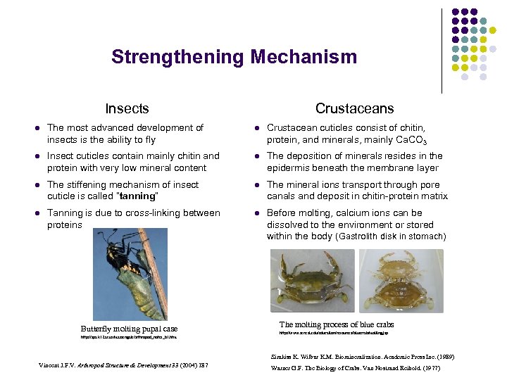 Strengthening Mechanism Insects Crustaceans l The most advanced development of insects is the ability